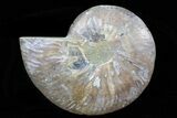 Polished Ammonite Fossil (Half) - Agatized #64984-1